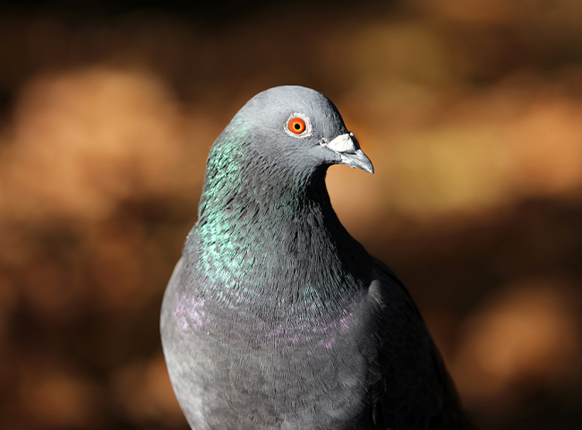 Taubenabwehr & Gebäudeschutzsysteme